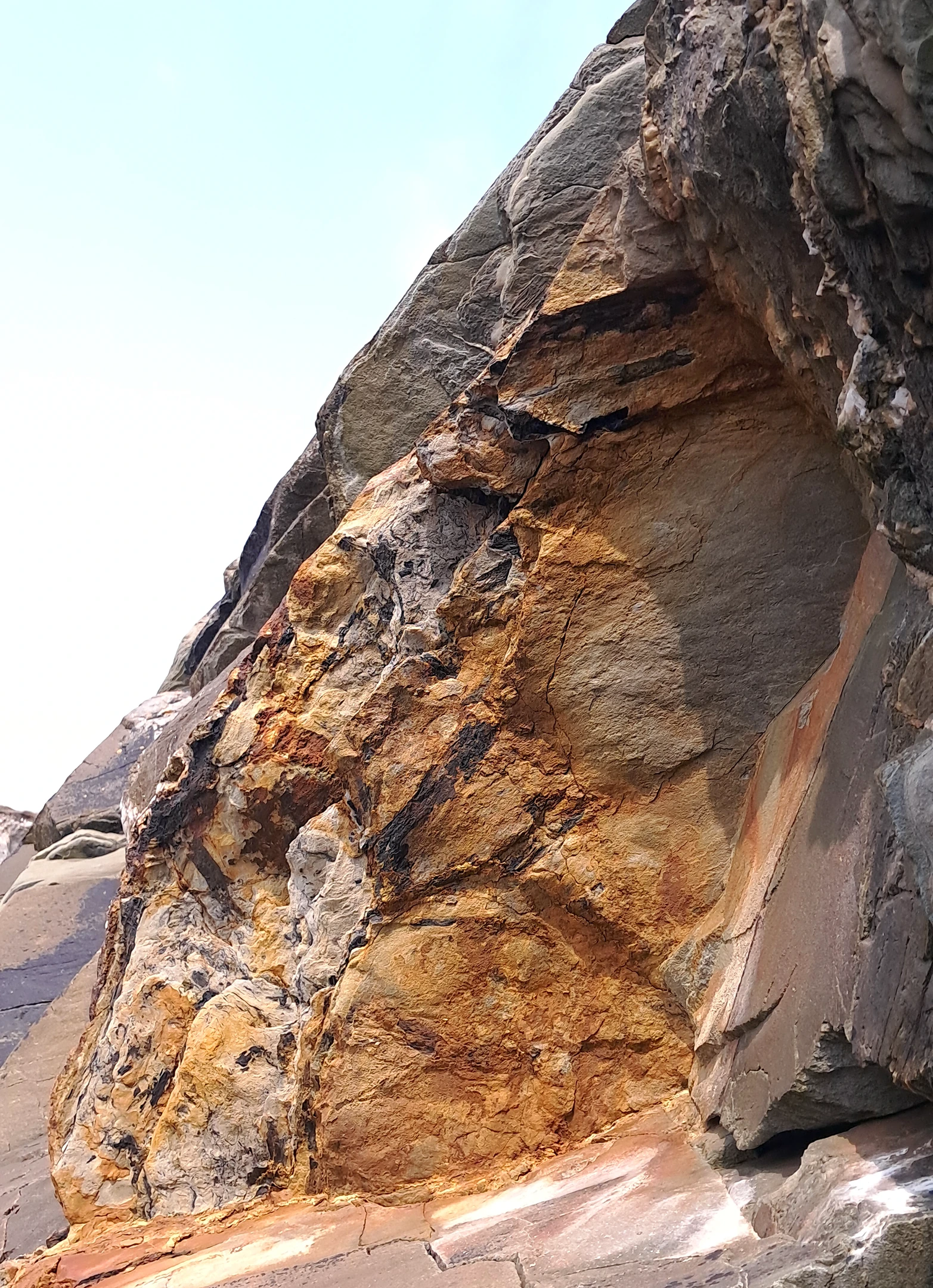 Devonian plant fossils in West Cork