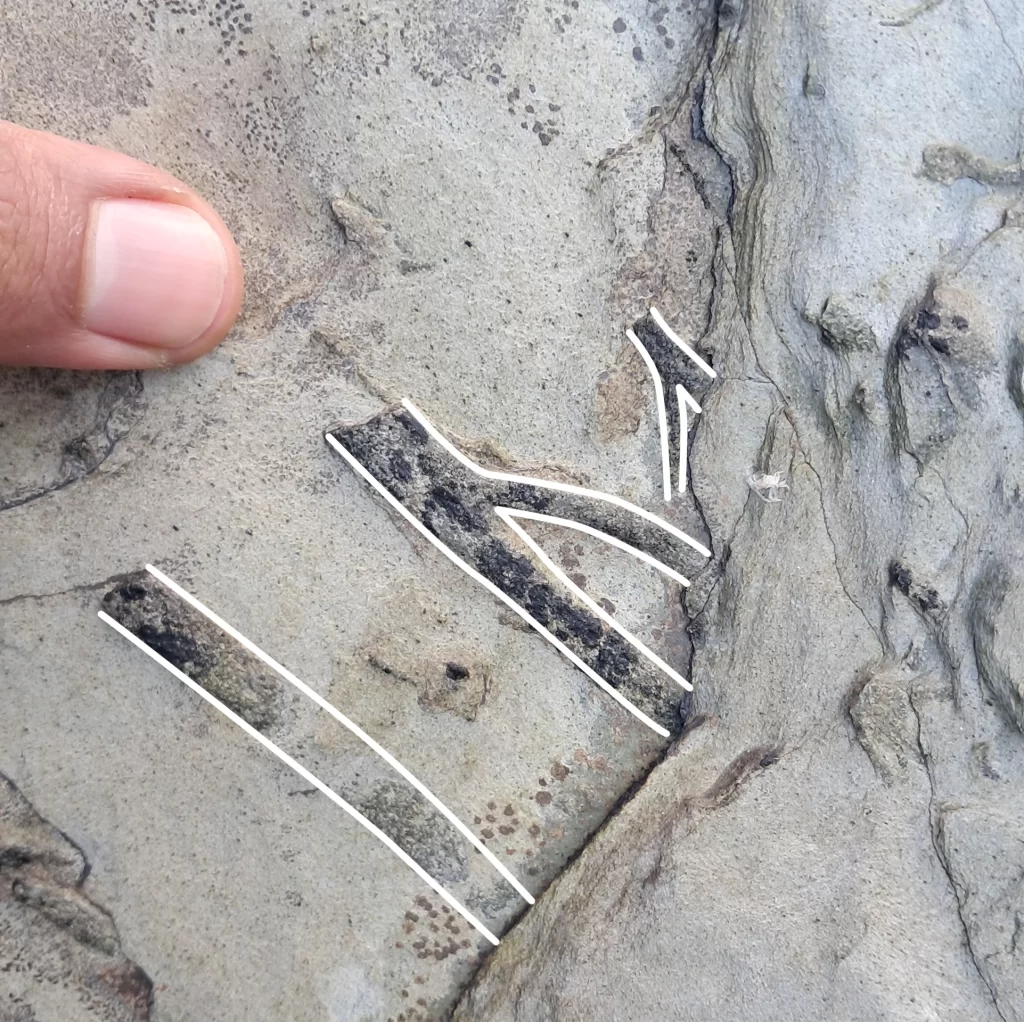 Devonian trace fossils with lines