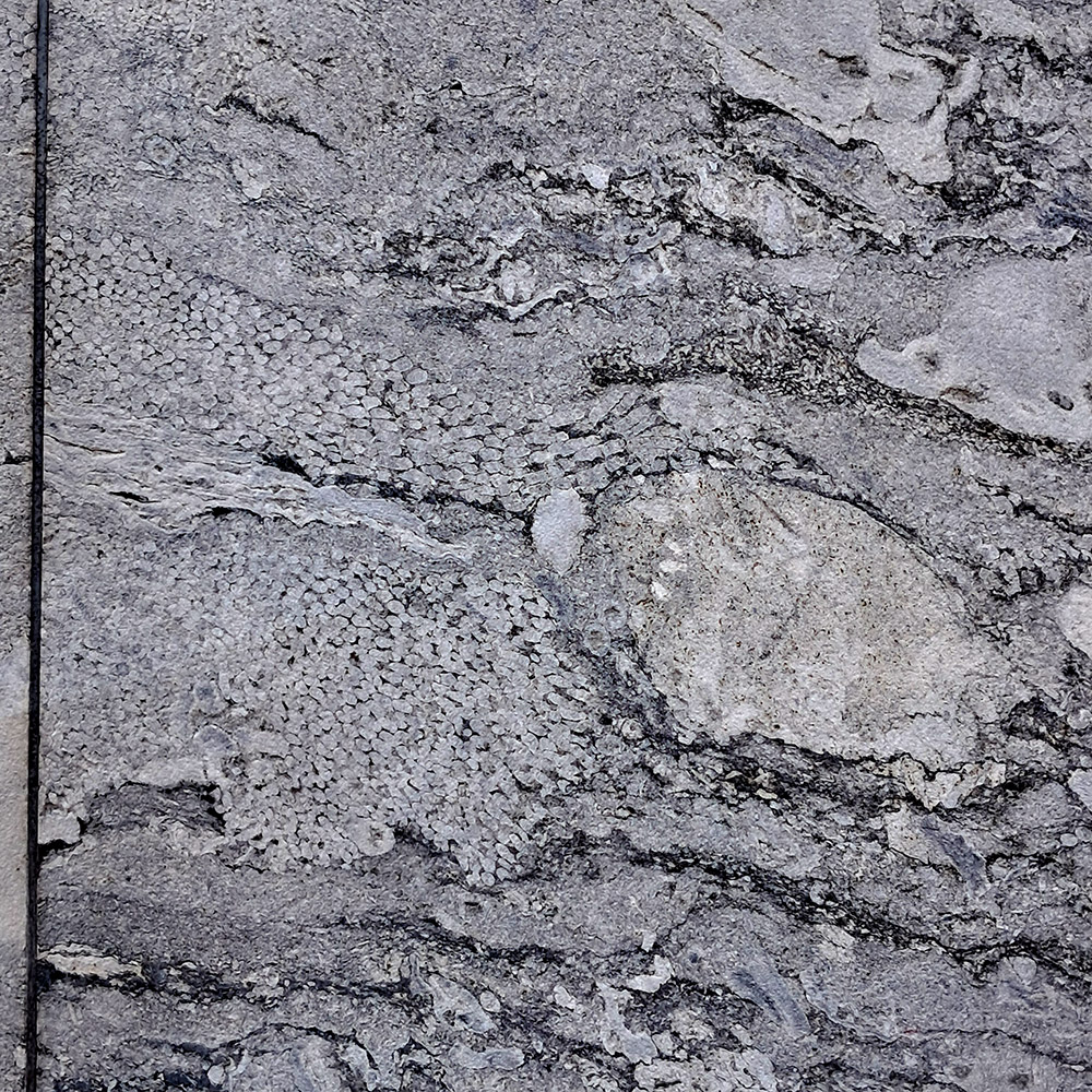 Siluarian fossils on Nationalbanken