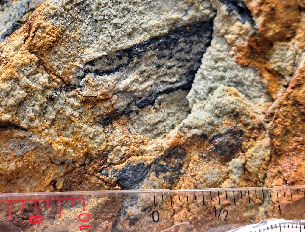 Devonian plant fossil closeup at Toe Head
