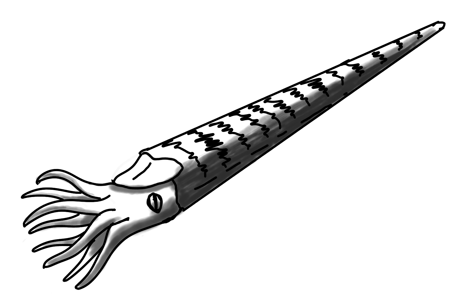 Orthoceras - Thomas Heising