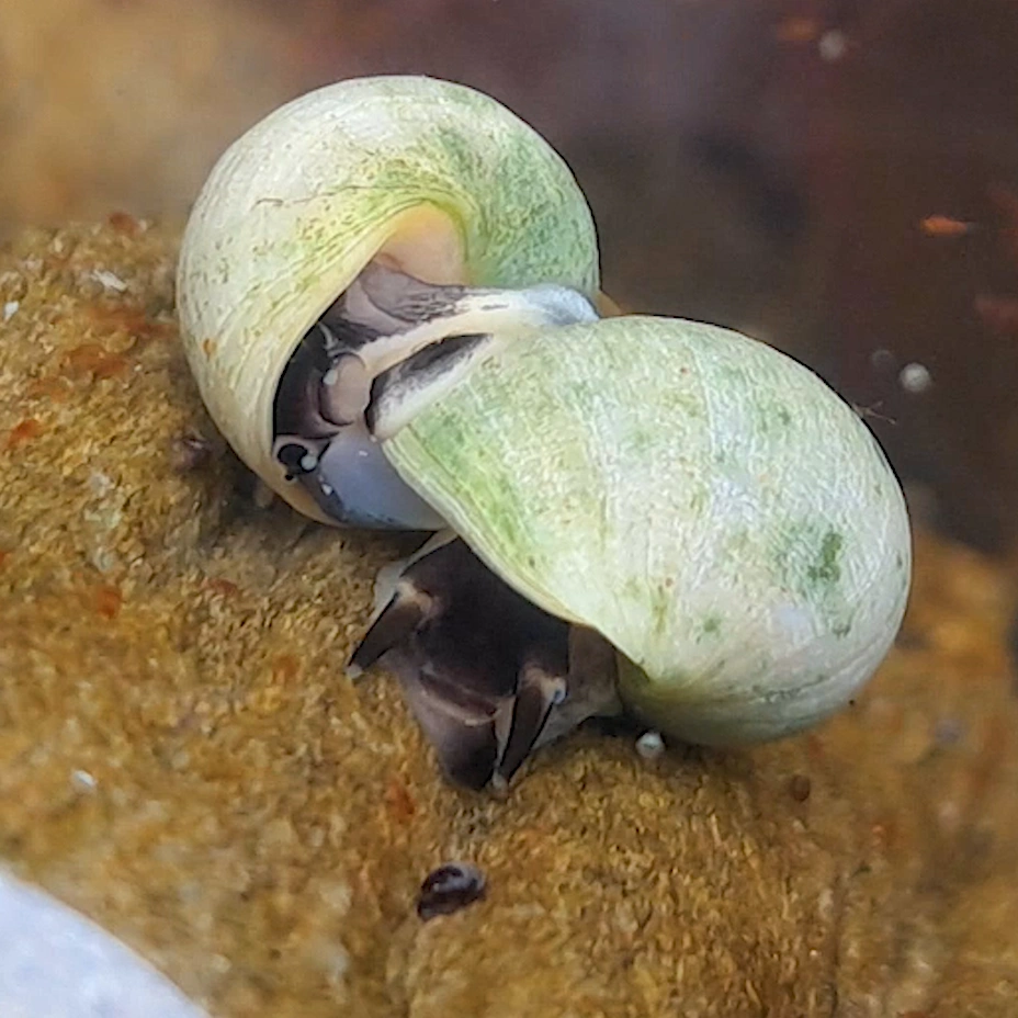 Periwinkles snails