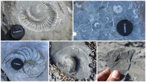 Assembly of ammonite fossils from near Lyme Regis