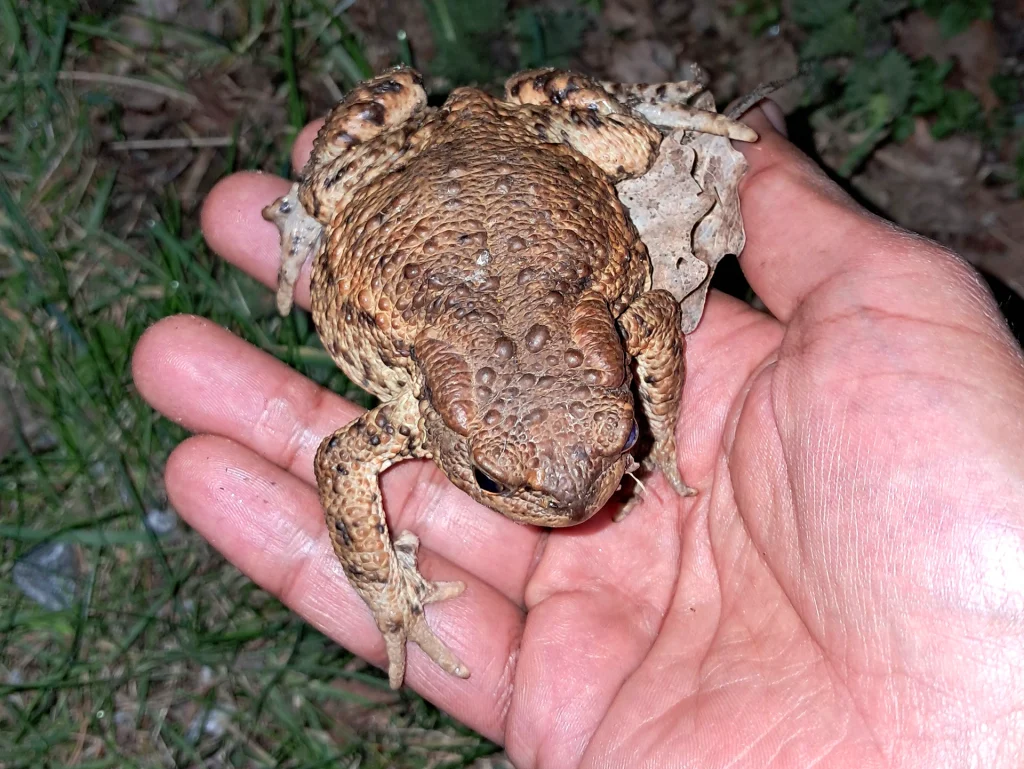 Common toad or bufo bufo in Blekkinge