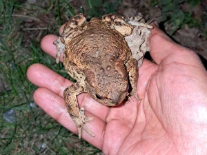 Common toad or bufo bufo in Blekkinge