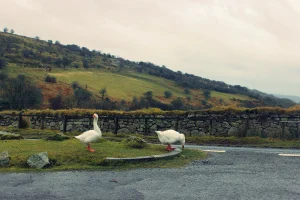 Geese gallivanting around Dartmoor