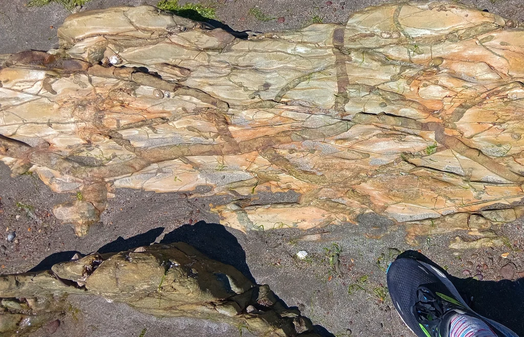Graball Bay in Cork - Devonian Old Red Sandstone mudcracks