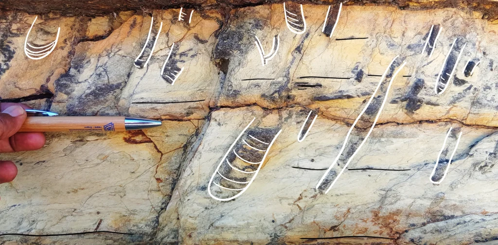 Graball Bay in Cork - Devonian Old Red Sandstone Diplocraterion trace fossils annotated