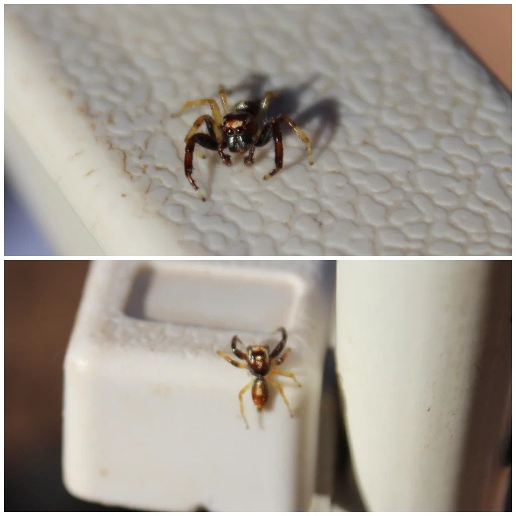 Male jumping spider in Zambia