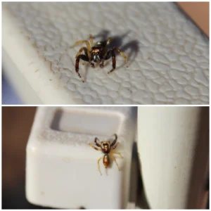 Male jumping spider in Zambia