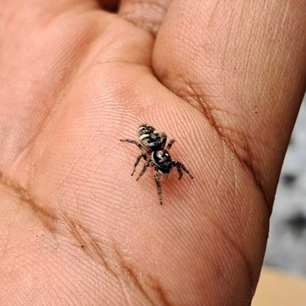 Zebra spider in Cork