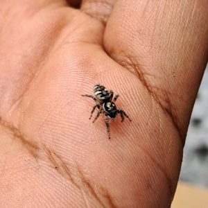 Zebra spider in Cork