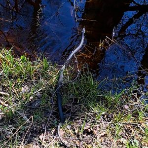 Grass snake near Copenhagen seen swimming across a stream