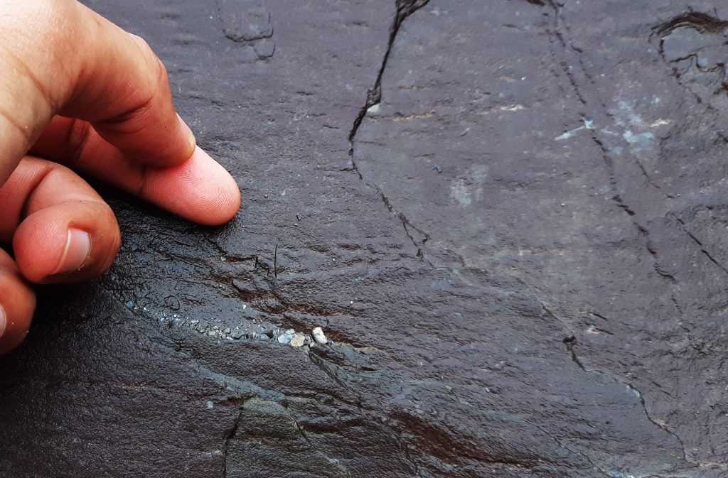Devonian myriapod footprints