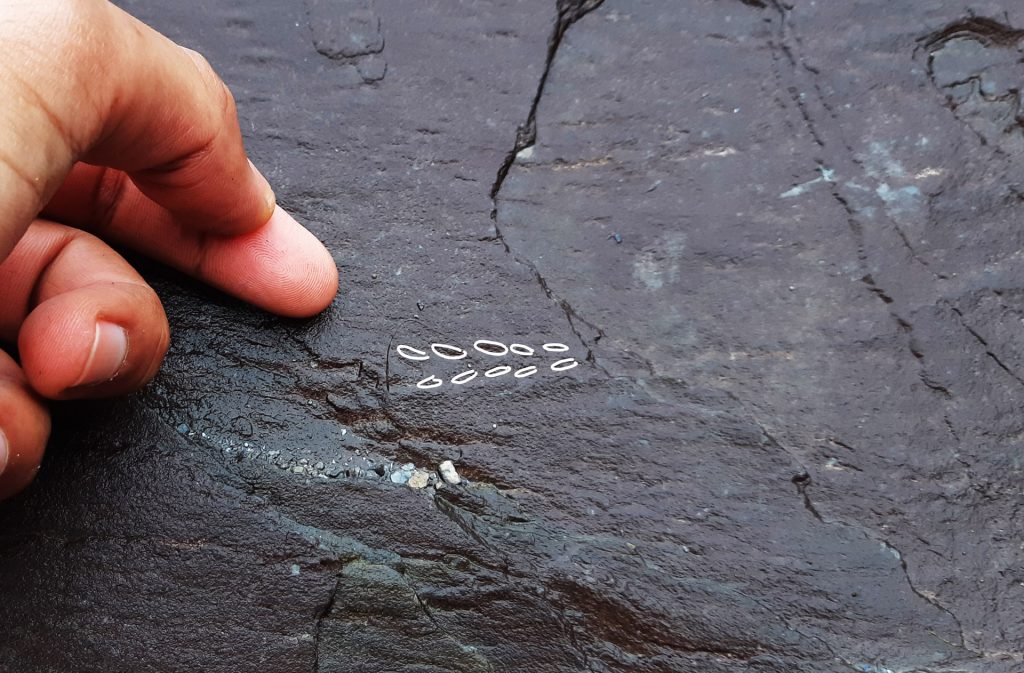 Devonian myriapod footprints