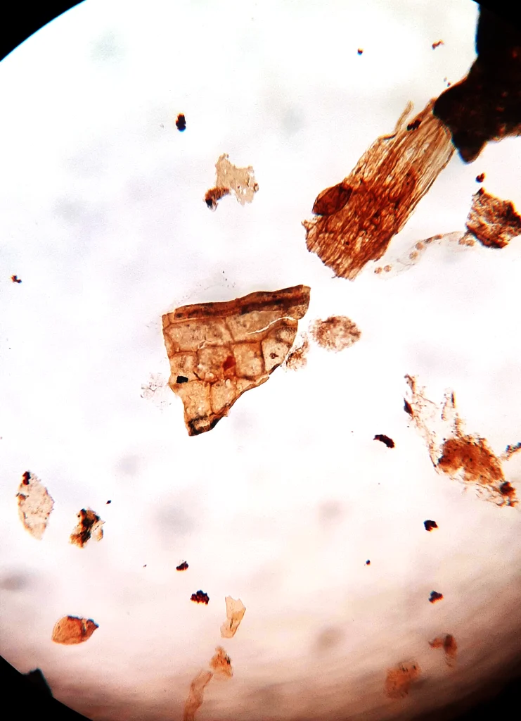 Microscopic view of Devonian vascular plant spores and fragments