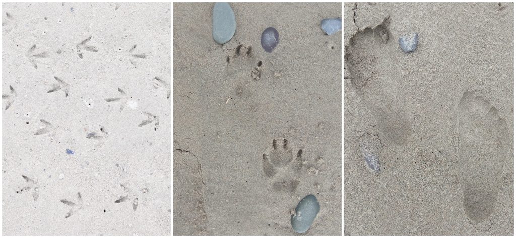 Modern-day Tetrapod footprints