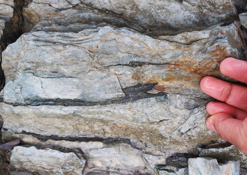 Valentia Island - Devonian plant fossils
