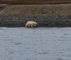 Polar bear in Svalbard
