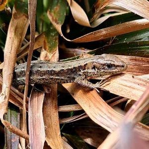Irish lizard Zootoca vivipara
