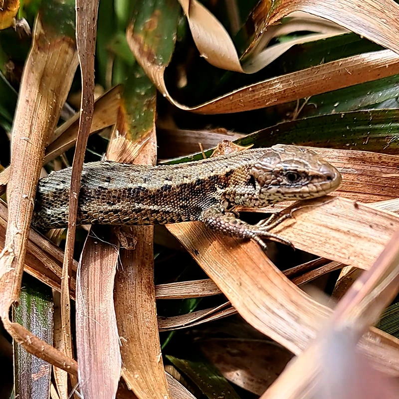 Irish lizard Zootoca vivipara