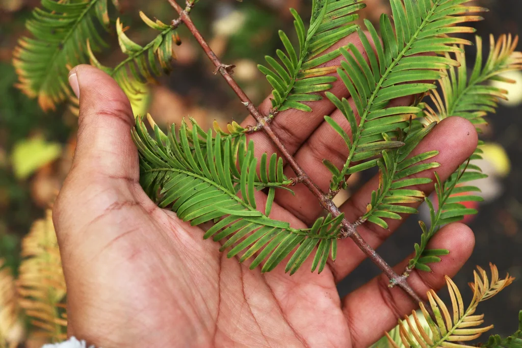 Closeup on Metasequoia leaves
