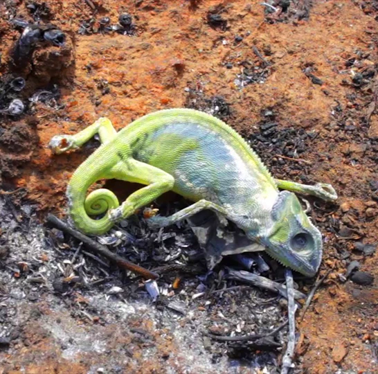 Chameleon in Zambia