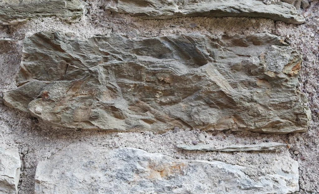Devonian plant fossils at Rutland Street in Cork