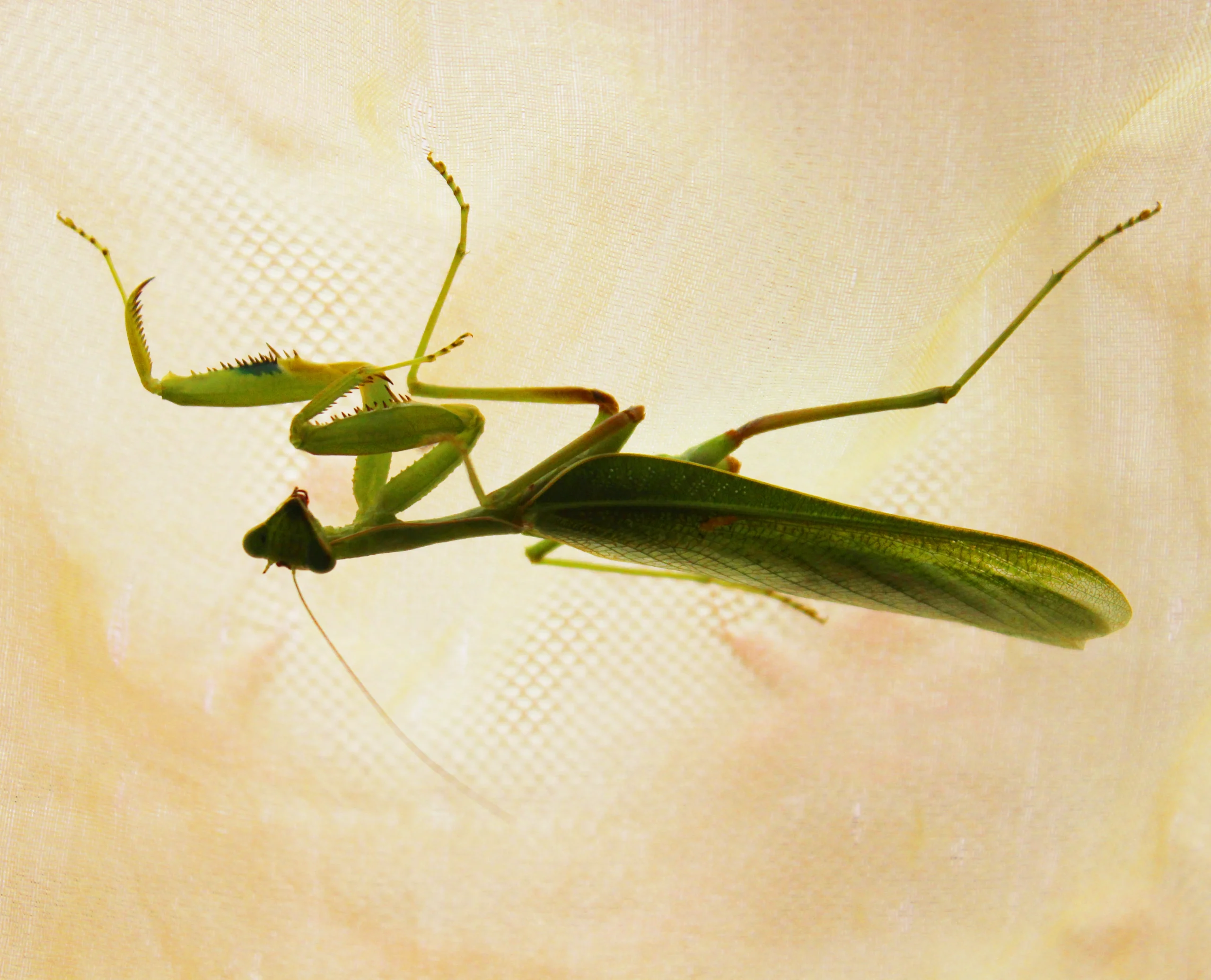 Mantis in Zambia