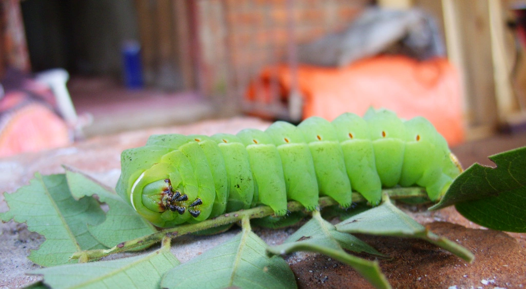 Hawkmoth caterpillar in Zambia
