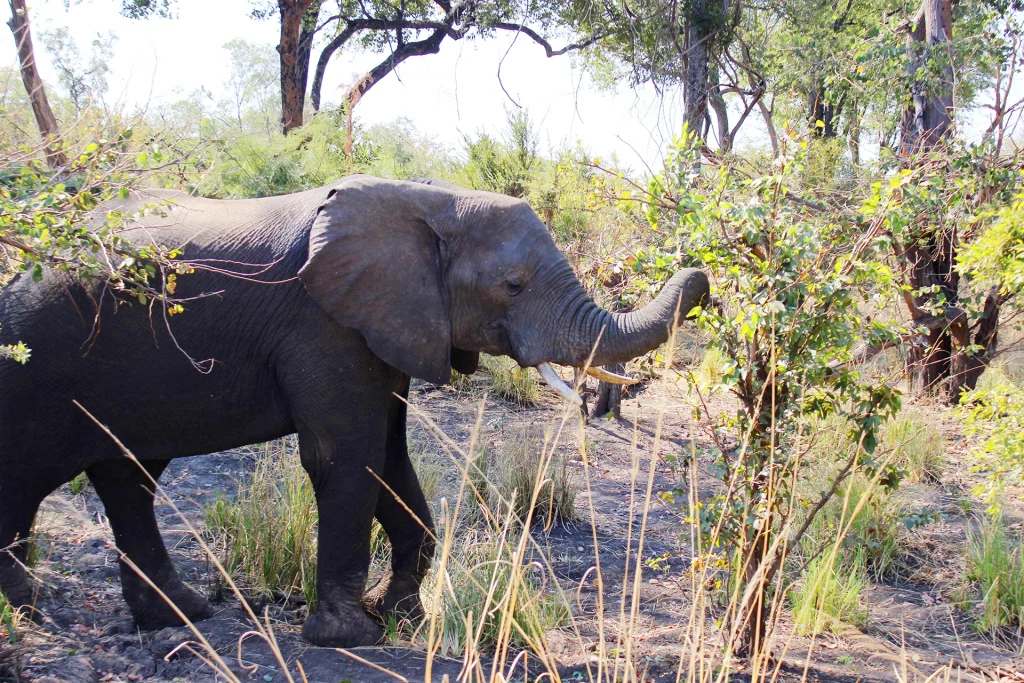 Elephant near Mosi-oa-Tunya