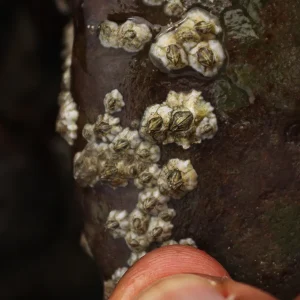 Barnacles from Ringaskiddy, Cork