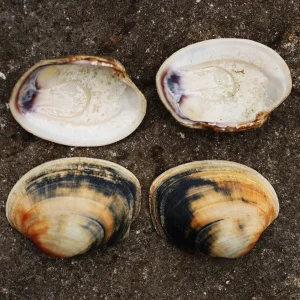 Clam shells