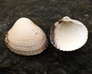 Cockle shells from Ringaskiddy, Cork