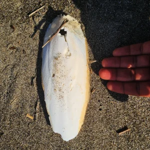 Cuttlefish Bone