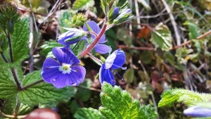 Flax flowers linum