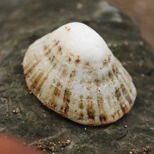 Limpet