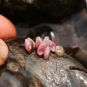 Pink things