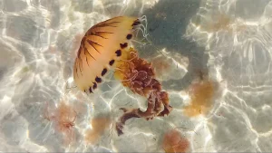 Compass jellyfish from Owenahincha, Cork