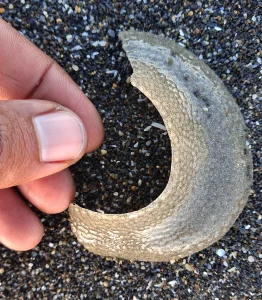 Moon snail egg case from Owenahincha, Cork