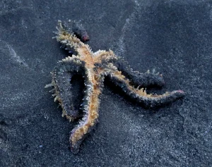 Starfish at Inchydoney Beach