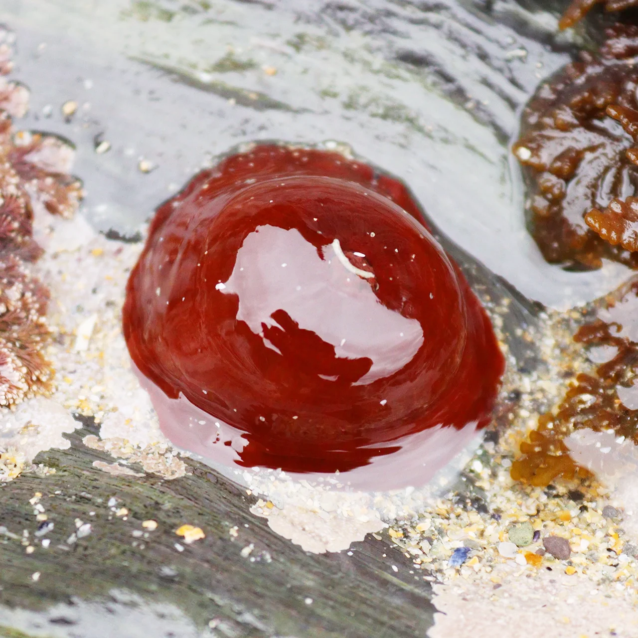 Beadlet anemone c