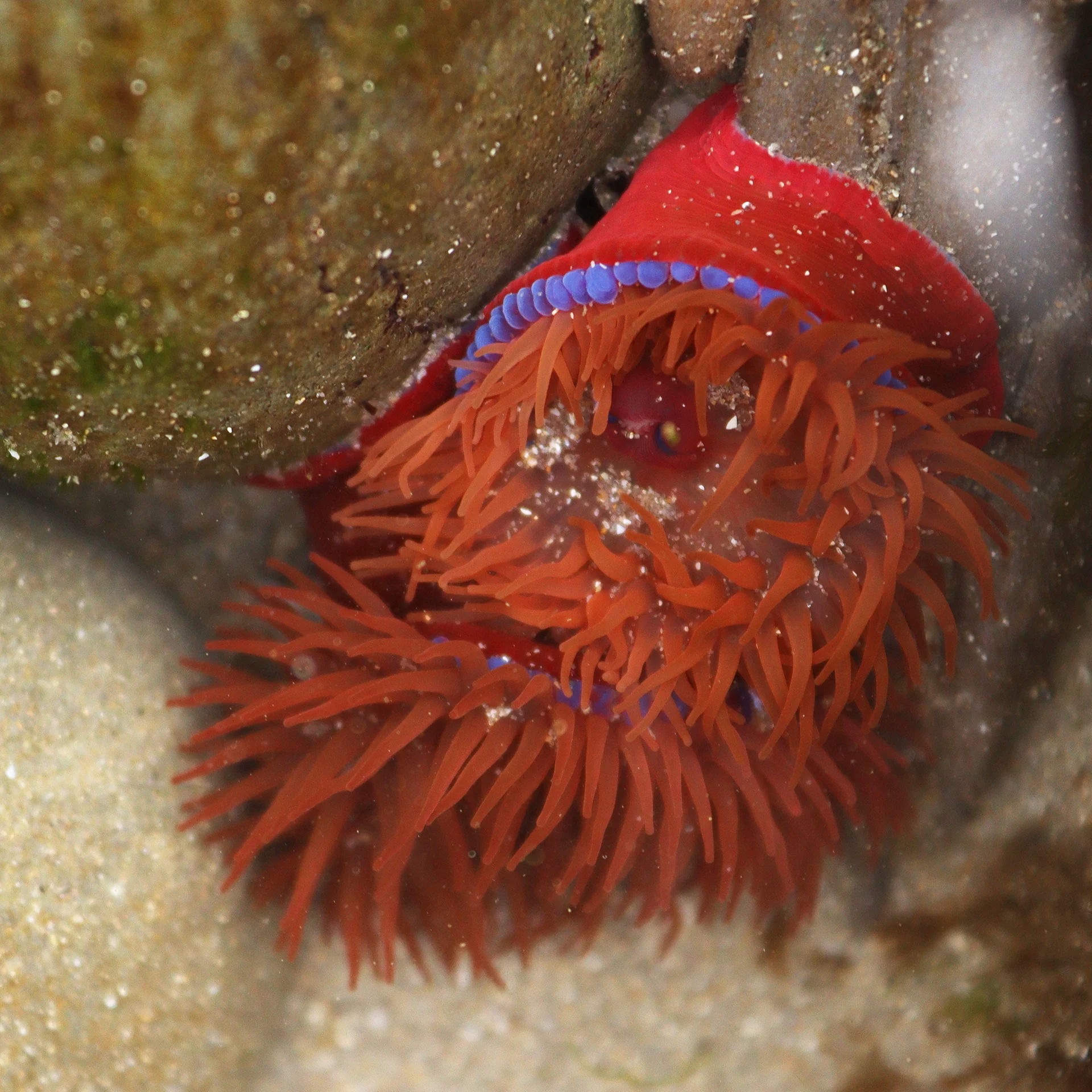 Beadlet anemone open again