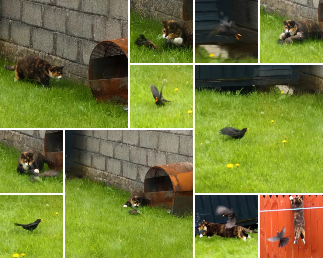 Blackbird versus Cat