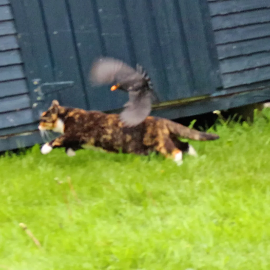 Dinosaur versus cat thumbnail