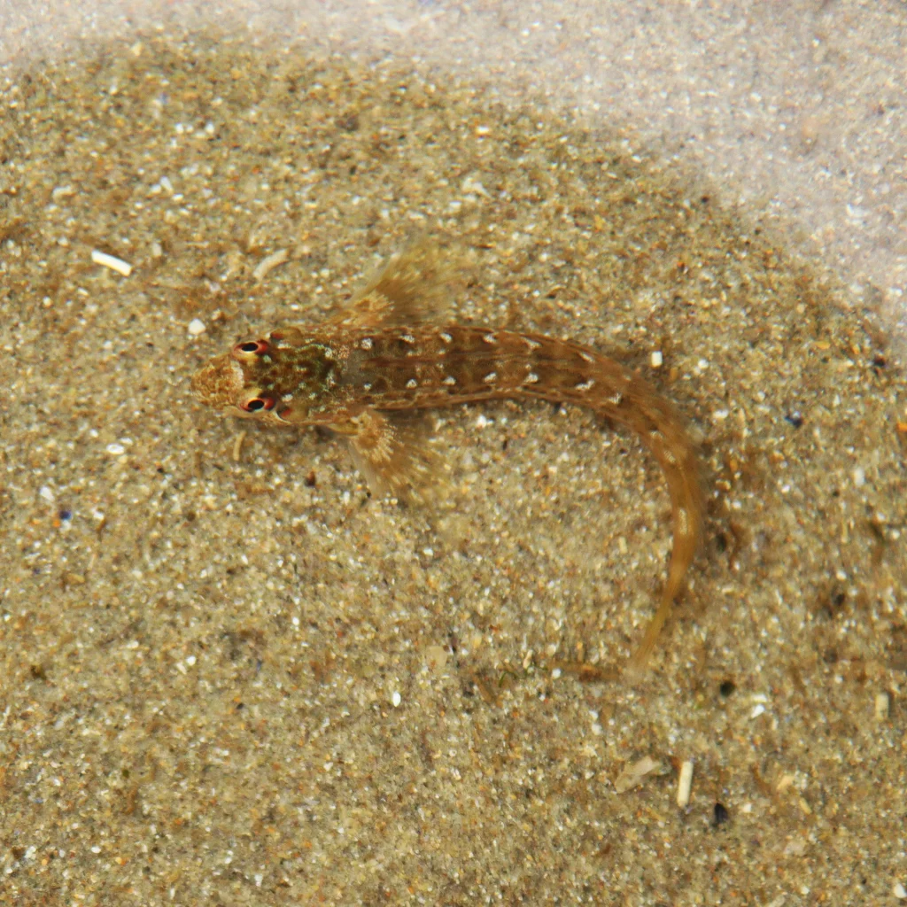 Goby or Blenny