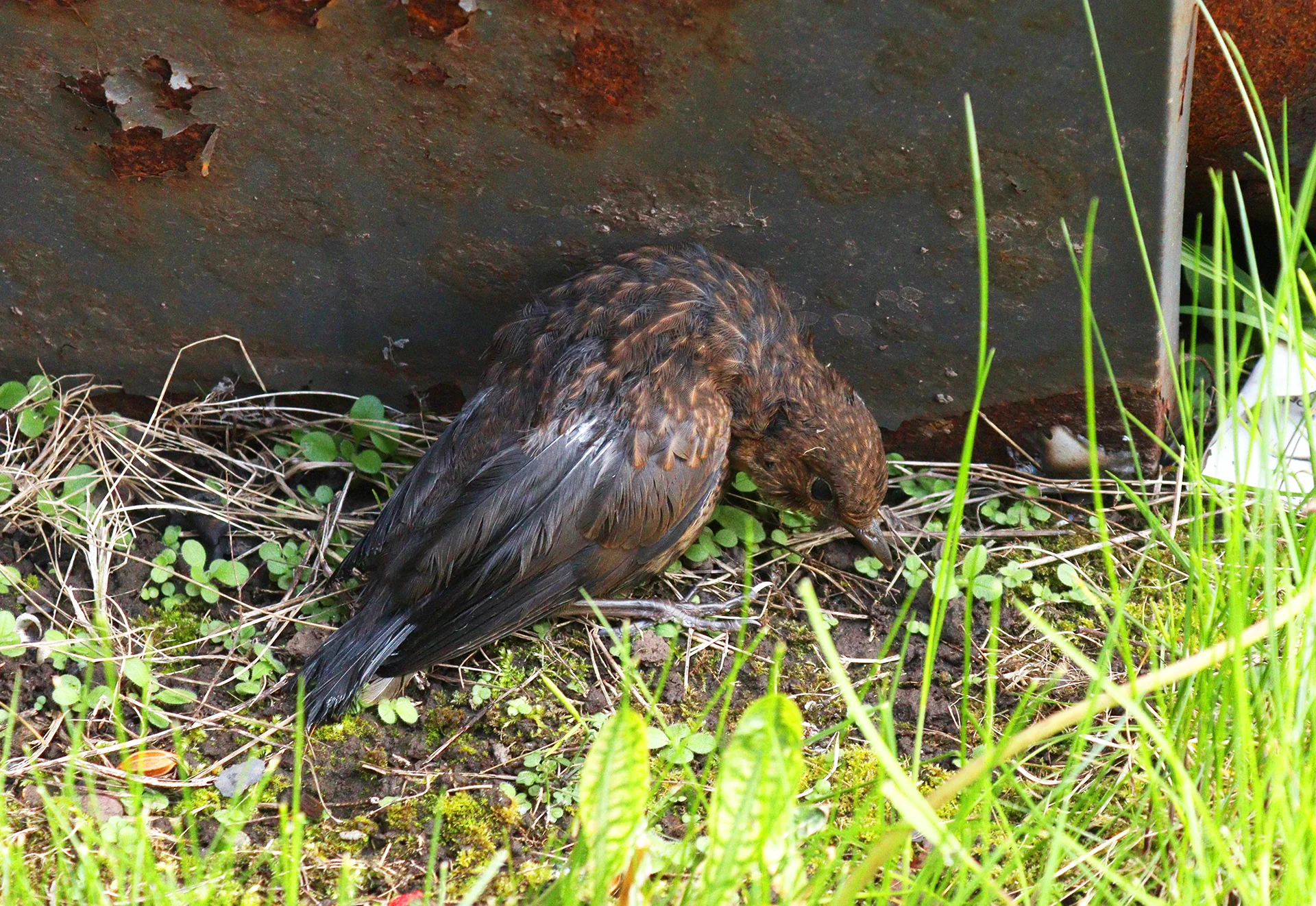 Ill blackbird chick day two