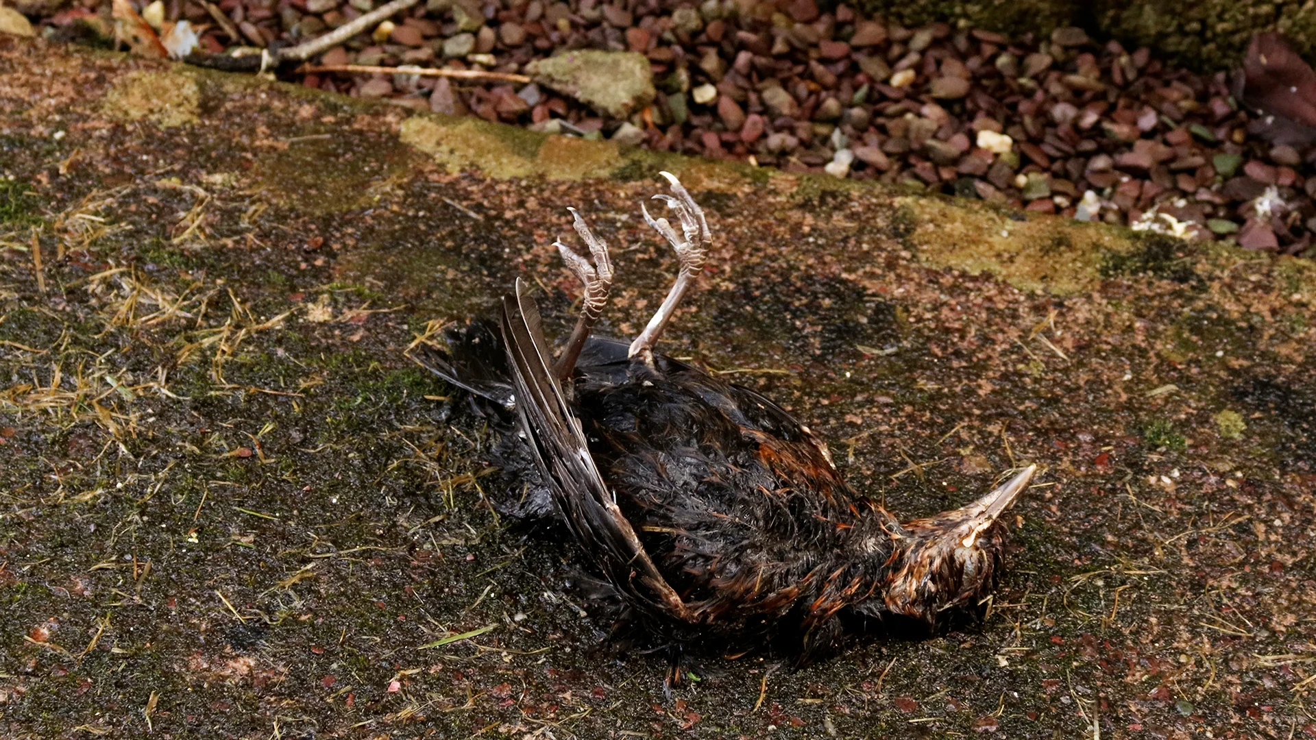 Juvenile blackbird chick day three