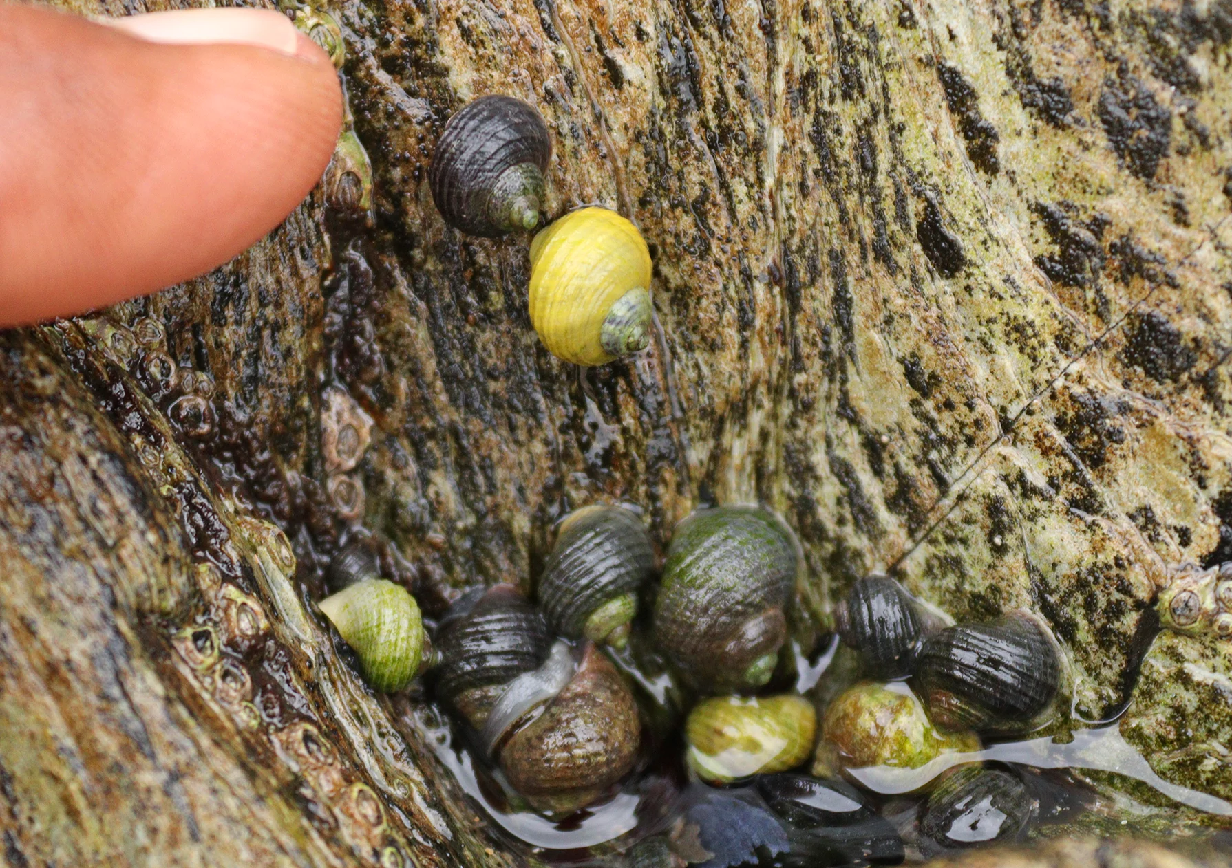 Periwinkles