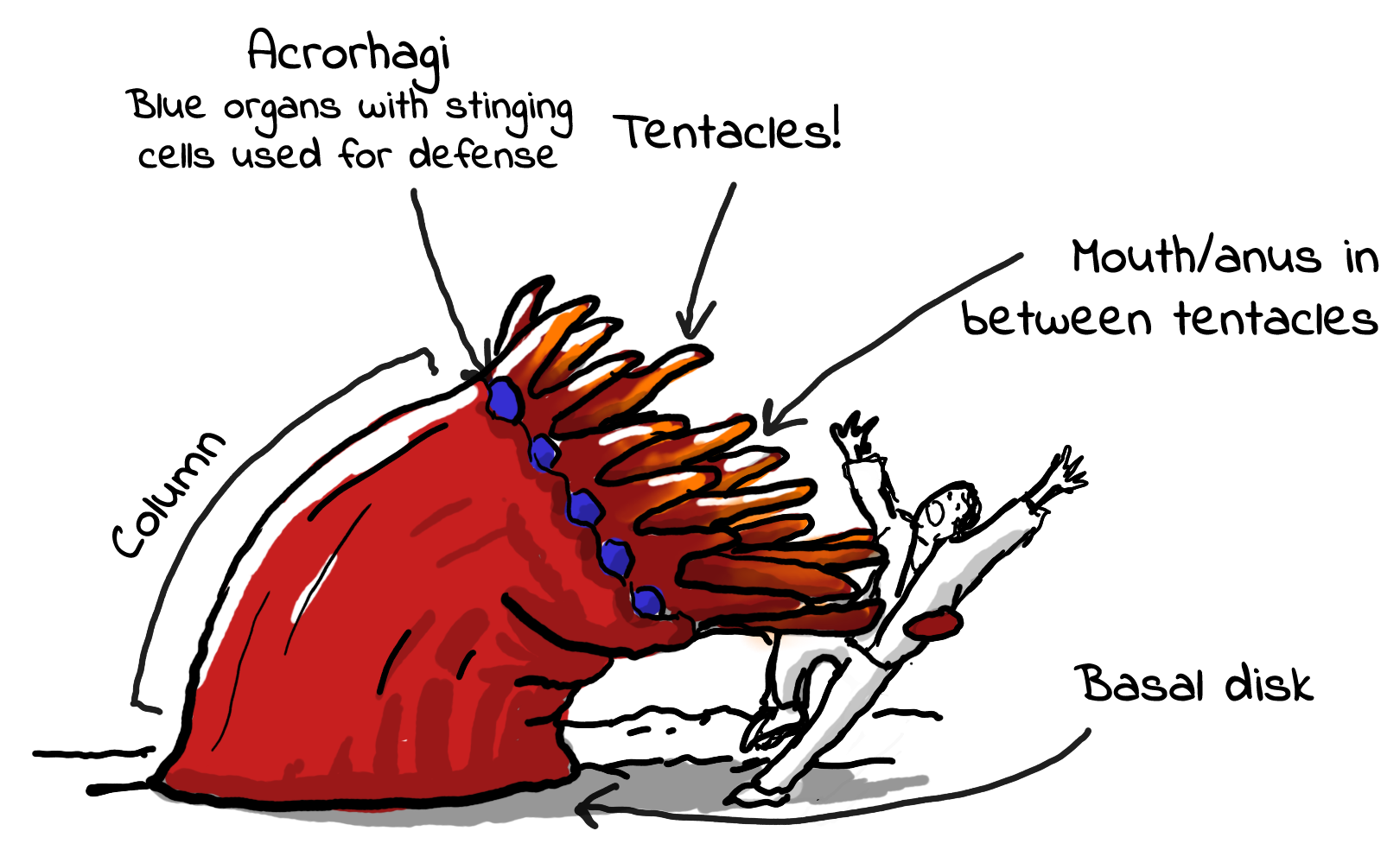 Anatomy of a beadlet sea anemone showing the acrorhagi, tentacles and basal disc.